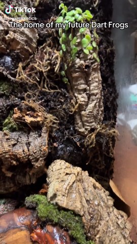 Creating a Bioactive Terrarium for Dart Frogs