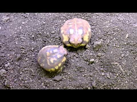 Bushveld Rain Frog Mission:possible