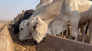 feedlot intensive production system beef cattle. Detail for animal feeding