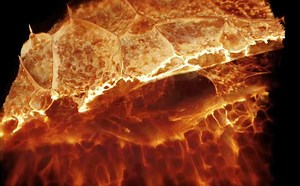 Advanced microscope shows cells at work in incredible 3D detail