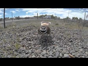 Killdeer aggressively protecting it's nest. Broken wing display