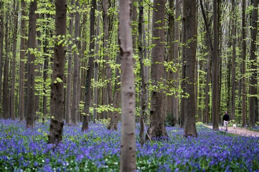 Virginia Department of Forestry offers free riparian forest buffer installations