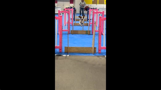 Only one spot left in our level 1 Flyball class! Come join the fun!! | Marvel Dog Training Academy