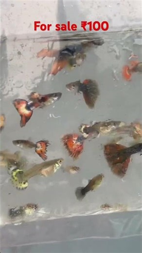Low price fish sale guppies