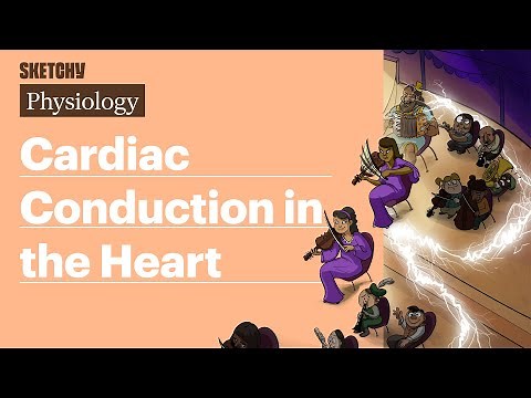 Cardiac Conduction in the Heart (Physiology) | Sketchy Medical