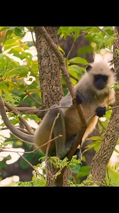 17K views · 202 reactions | A wild dog hunts a monkey that has fallen down from the tree, what will happen next, watch till the end. #wildlife #amazinganimals #wildanimals #trendingreels #reelsfypシ #fbreels #viralreelsシ #reelsvideoシ #reelsviralシ | Updy Hunter Weyye | Facebook
