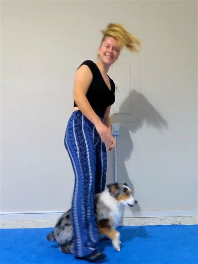 What training extreme #dogtrick is really like #dogtricks #dogsdoingthings #dogsoftiktok #dogtraining101 #australianshepherdsoftiktok #dogtrainingvideo #miniaussie #dogtraining #puppygram #dogfreestyle #funnydogs
