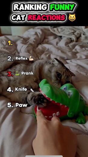 Ranking Funny Cat Reactions 😹🔥