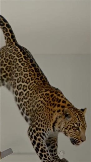 Ali_ASD2 ✓✓ please like and subscribe #remix