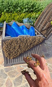 150K views · 2K reactions | This queen was a master escape artist!  Watch this entire rescue here: https://bit.ly/4l96jOP #savethebees #swarm #bee #rescue #beekeeper #beekeeping #bugs #animals #queen #queenbee #timelapse #satisfying #satisfyingvideos #nature #pestcontrol | Mr. Mrs. Bee Rescue | Facebook
