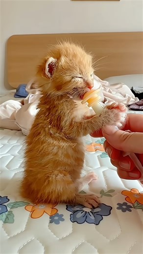 25K views · 1.8K reactions | Kitten Milk Time❤️ #adorable #cat #catvideos #kitten #cute #catshorts #asmr | Baby Cat | Facebook