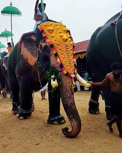 18 reactions | kunnathur ramu elephant video#asianelephant #aana | Aamees Life and travel | Facebook