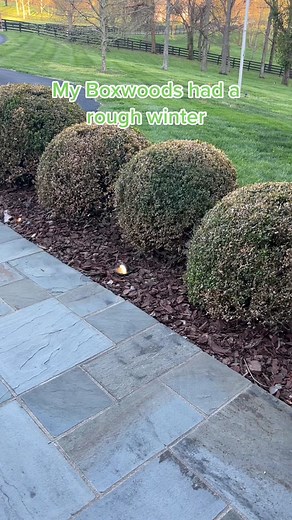 Reviving Boxwoods: Spraying Tips for a Fresh Look
