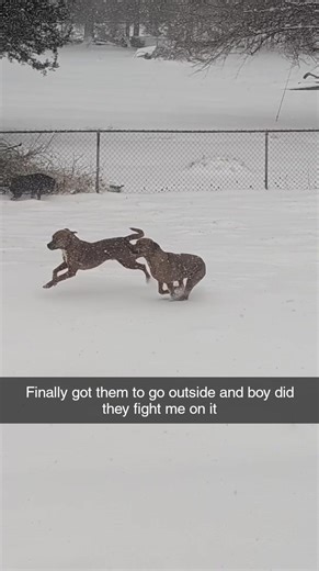 Snow day for the puppers! Just took us a minute to go out into it. 😍 | Fox Valley Farms Inc.