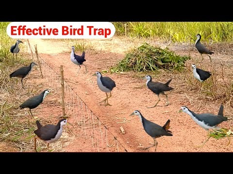 Unbelievable Bird Catching Technique – A Must Watch! #Wild_Bird_Life