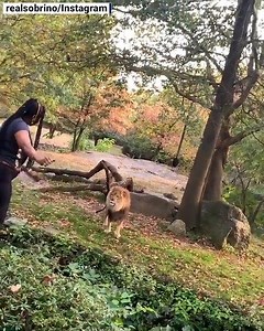 14M views · 824 reactions | This woman was not hurt after she jumped a safety barricade as one of the lions in the enclosure stared her down. https://bit.ly/2nzLx3H | The National Desk - TND | Facebook
