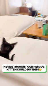 This kitten is absolutely adorable 🥰 | Fluffy Animals