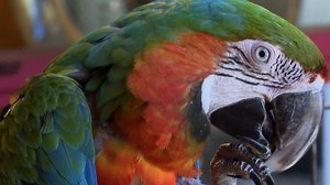 Depressed museum parrot mascot bound for new home