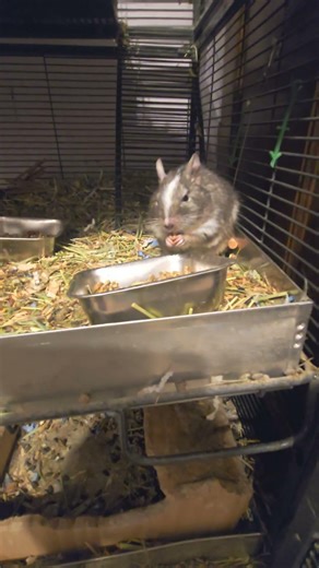 Degu eating!