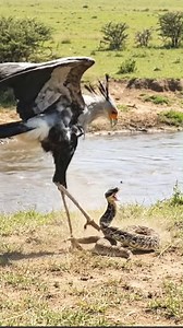 Meet the Secretary Bird: Africa’s most elegant assassin. 💅 Don't let those long eyelashes fool you; this bird delivers a kick with 5x its own body weight in just 15 milliseconds—faster than you can blink! Watch as it takes on one of the world's most dangerous snakes with pure precision.#wildpulse #wildpuls #viralvideohd | WildPulse