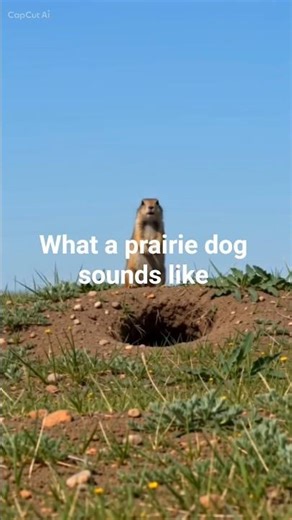 What a prairie dog sounds like