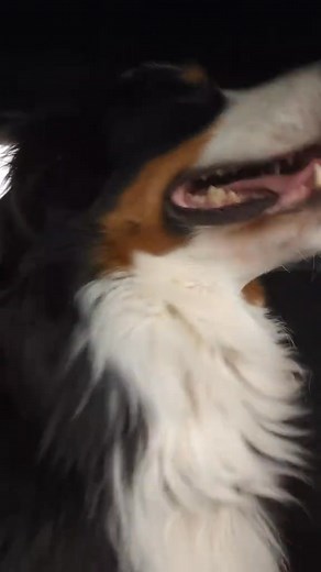 Bear says, "check your privilege." | Fossbuckle Farm