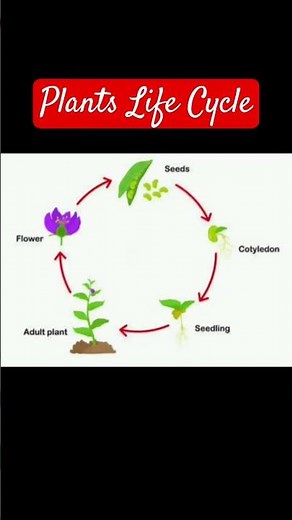 plants life cycle|| plants cycle || cbse board || science || 5 stages of the plant life cycle ||