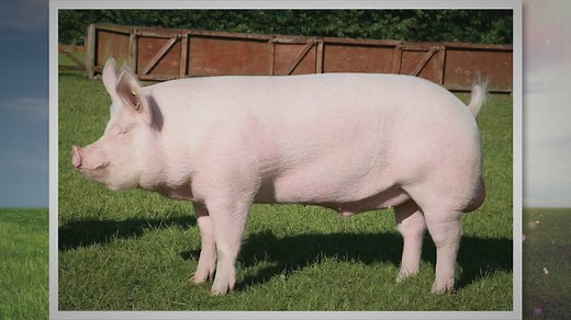 The Large White Pig: Unveiling Its Characteristics and Ancestry