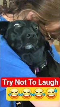 Try Not To Laugh 🤣 Funny Dogs Moments #funnyvideo #Funnydogs #dogs #dogshorts #laugh #reactions