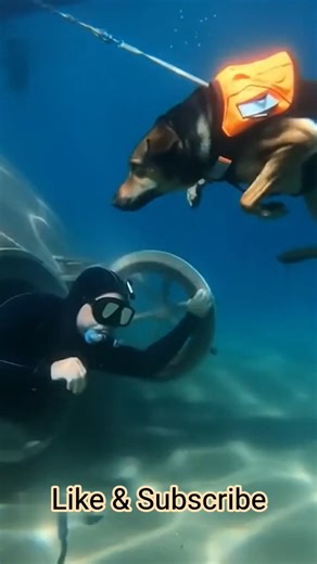 Brave Dog Dives Underwater to Save His Owner Trapped in a Sunken Ship 🚢🐶 | Real Life Hero
