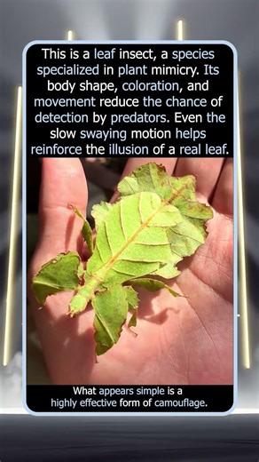 Why This Insect Looks Like A Moving Leaf
