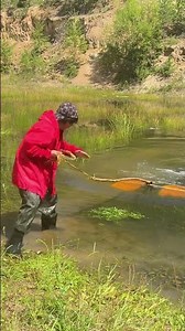 Wow! Amazing Hook Fishing video in Beel water#hook_fishing#bigfish#fishvideo#fishing#shorts