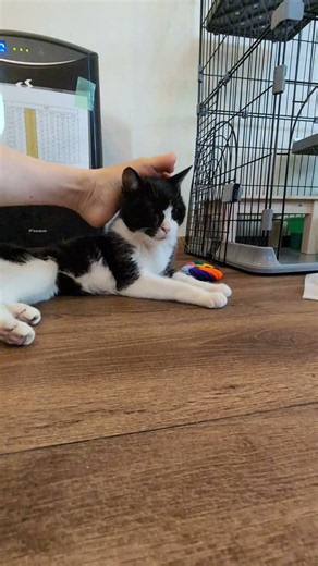【やまちゃんの病状】#ハチワレ#元保護猫#やまちゃん #唾液腺がん