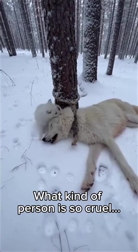 Emotional Rescue of a White Wolf and Her Pup