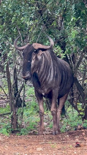 Massive Wildebeest Bull 😳🐃 #wildlife #animals #wow | Wildest Kruger Sightings