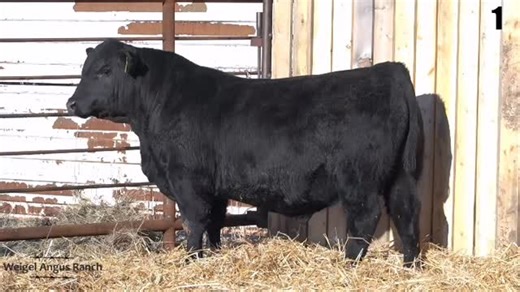 Weigel Angus Ranch - Annual Angus Bull Sale & Commercial Heifer Sale Live event starts 1/27/26 2:00 PM (CST) At Weigel Angus Ranch, in Kintyre, ND Watch live or Bid online @ DVAuction.com! Be sure to register to bid online EARLY! Check out the catalog, sale videos, and bid/watch online at ➡️ https://www.dvauction.com/events/254009 Maximum bids can also be placed if you are unable to watch. For any help or questions with the bidding process, please contact our office at (402) 316-5460. #Cattle #C