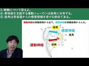 脊髄（前角・側角・後角）【解剖生理学・形態機能学 脊髄神経・伝導路】