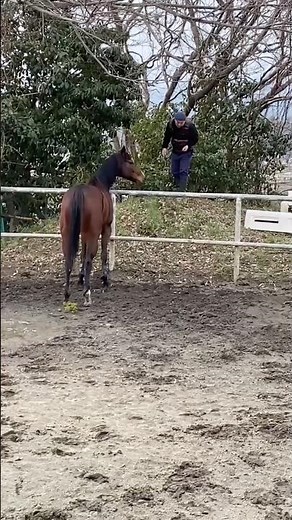 うんちしたらチェックしたい馬 horse pooping 🐎Nankandamashii｜ナンカンさんの馬小屋 #horse #馬