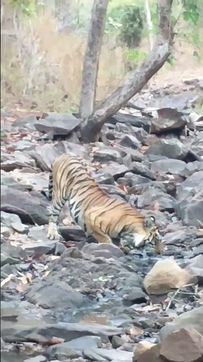 Dangerous Tiger of Kanha 🐯⚠️ | जंगल का राजा #Shorts