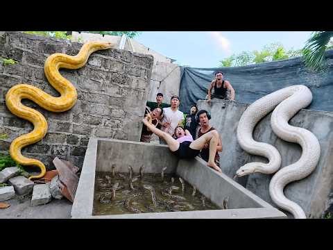 Brave Expert Rescues Young Girl from Giant White Python in Abandoned House.