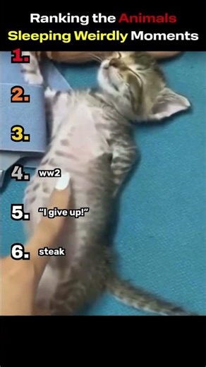 Ranking Animals Sleeping in the Weirdest Ways 😴🐾 | #1 Will Shock You