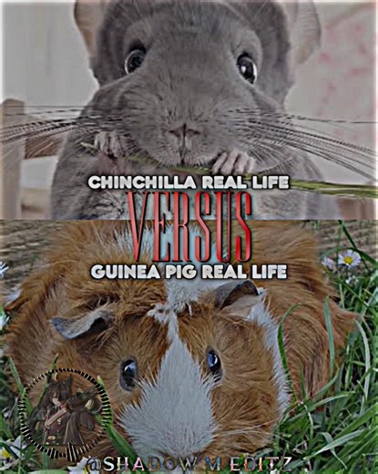 Chinchilla #vs Guinea Pig #fyp #shorts