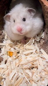 7.1K views · 918 reactions | When food and fitness is #hamsterlife #hamsters #hámster #hamster #petstagram #smallpetsofinstagram #pets #fullcheeks #hamstercheeks #poppybeehamstery #poppybeeathome | Poppy Bee Hamstery | Facebook