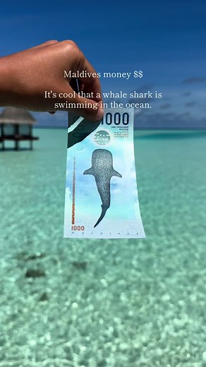 モルディブの珍しいお金とジンベイザメ