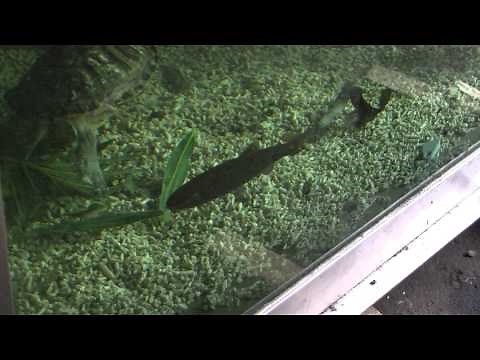 Trout Aquarium Keeping Trout in a Aquarium