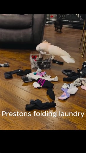 Preston the Cockatoo Helps with Laundry
