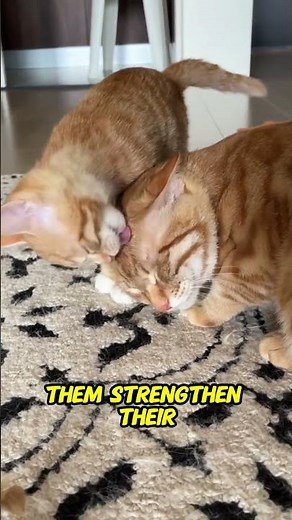 Why Cats Groom Each Other — The Secret Behind Their Sweet Behavior 😻🧼