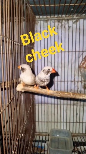 zebra finch sound (beep & peeps) 🐦 #birds #finch #finches #bird