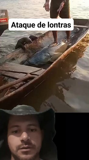 946K views · 6.2K reactions | Lontras atacando pescador Ribeirinho, loucura #viralreels #reels #fishing | Tutorial da Pesca | Facebook
