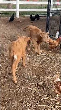 Two Baby Calves Meet for the First Time 🐄💛 Cutest Moment on the Farm! #cow #farm #cute